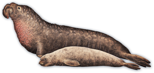 Sea Lion Clipart Elephant Seal - Northern Elephant Seal Female (513x245)