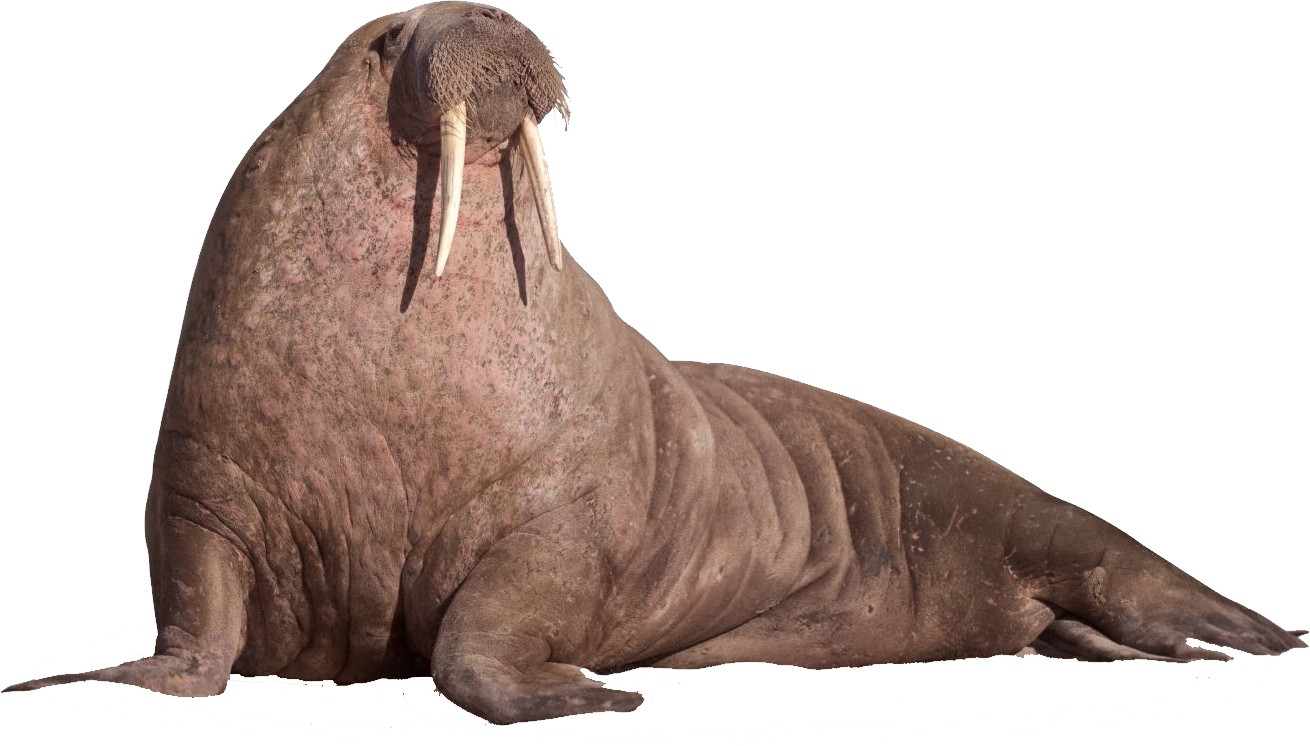 Leopard Seal Clipart Transparent - Walrus Png (1310x746)