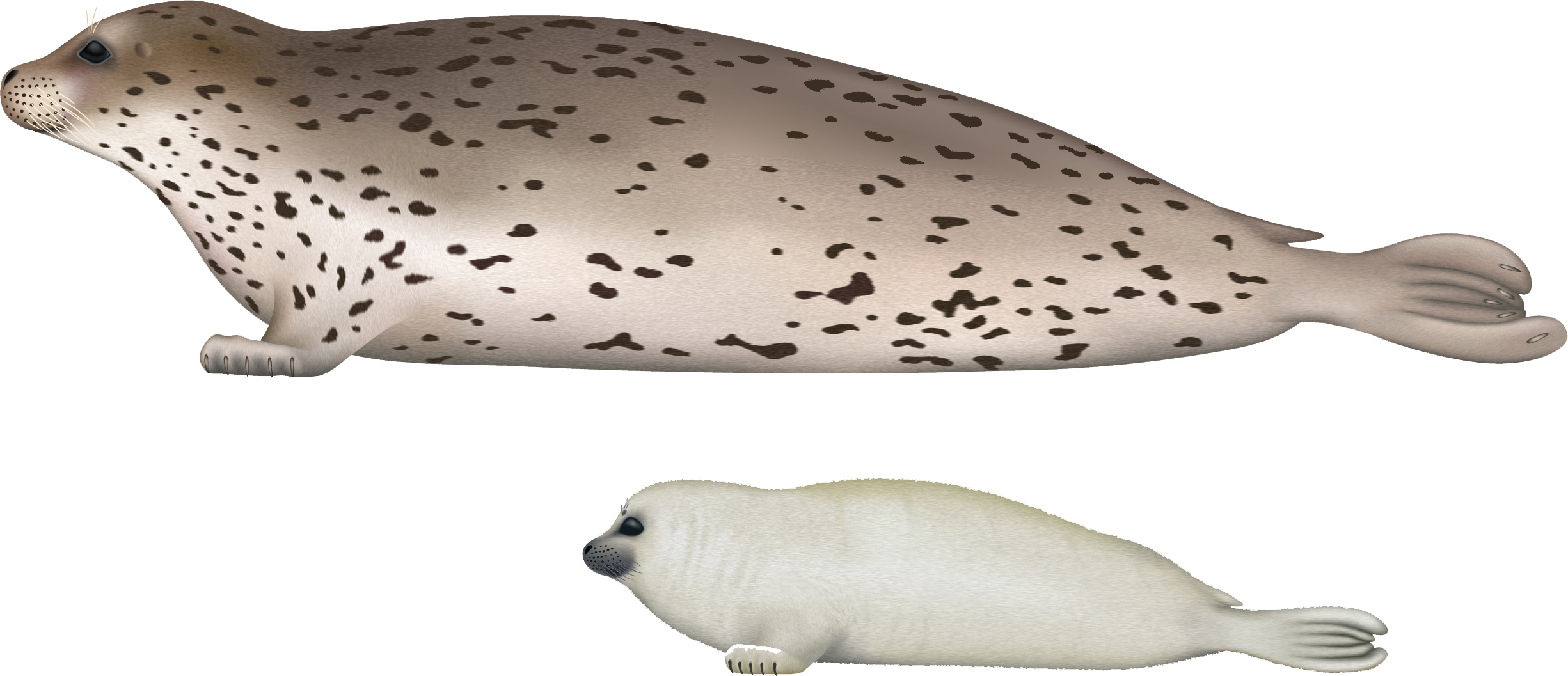 Harbor Seal Png - Largha Seal (2451x1057)
