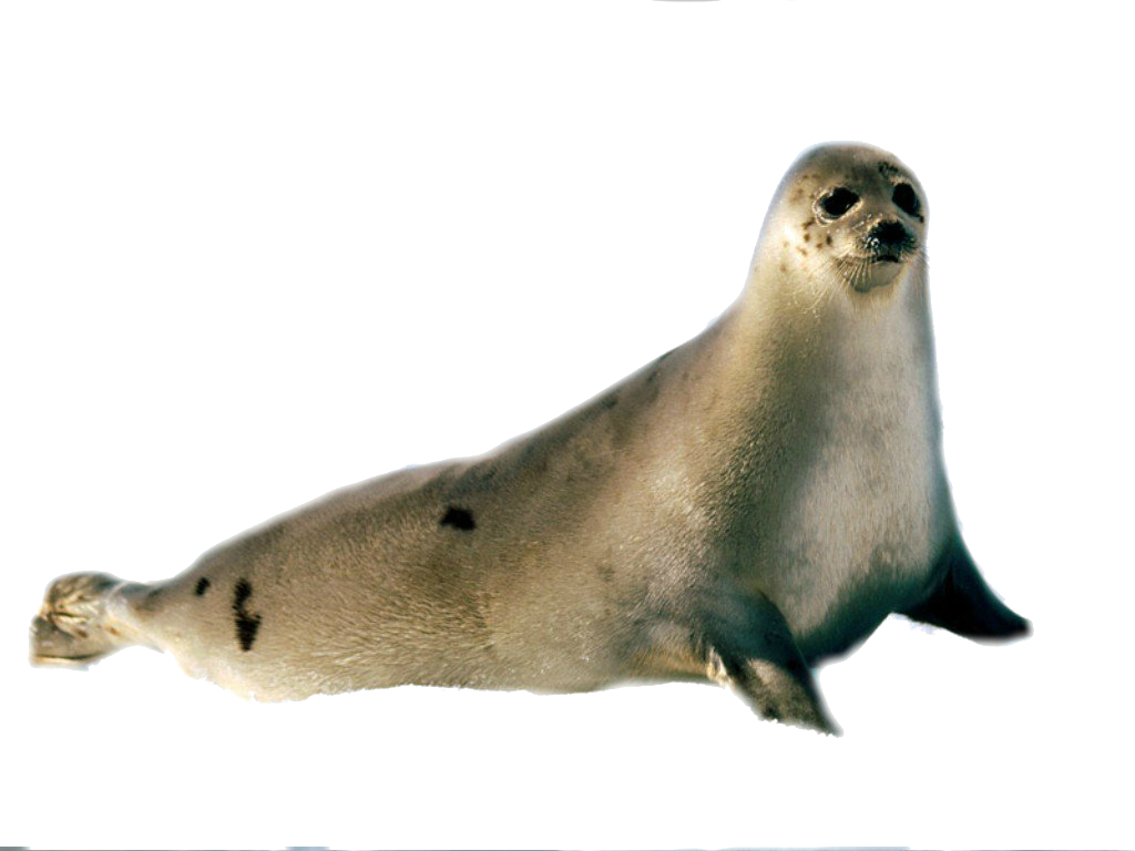 Harbor Seal Png - Seal In The Arctic (1024x768)