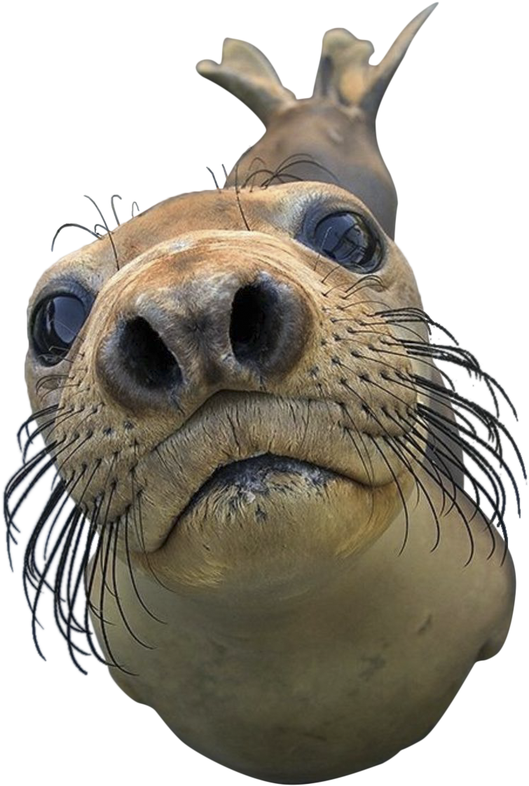 Harbor Seal Png - You Got Games On Your Phone (800x1201)