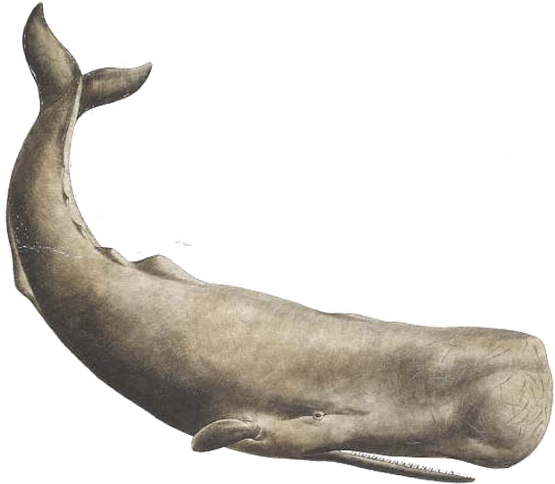 Sperm Whale Tattoo (724x594)