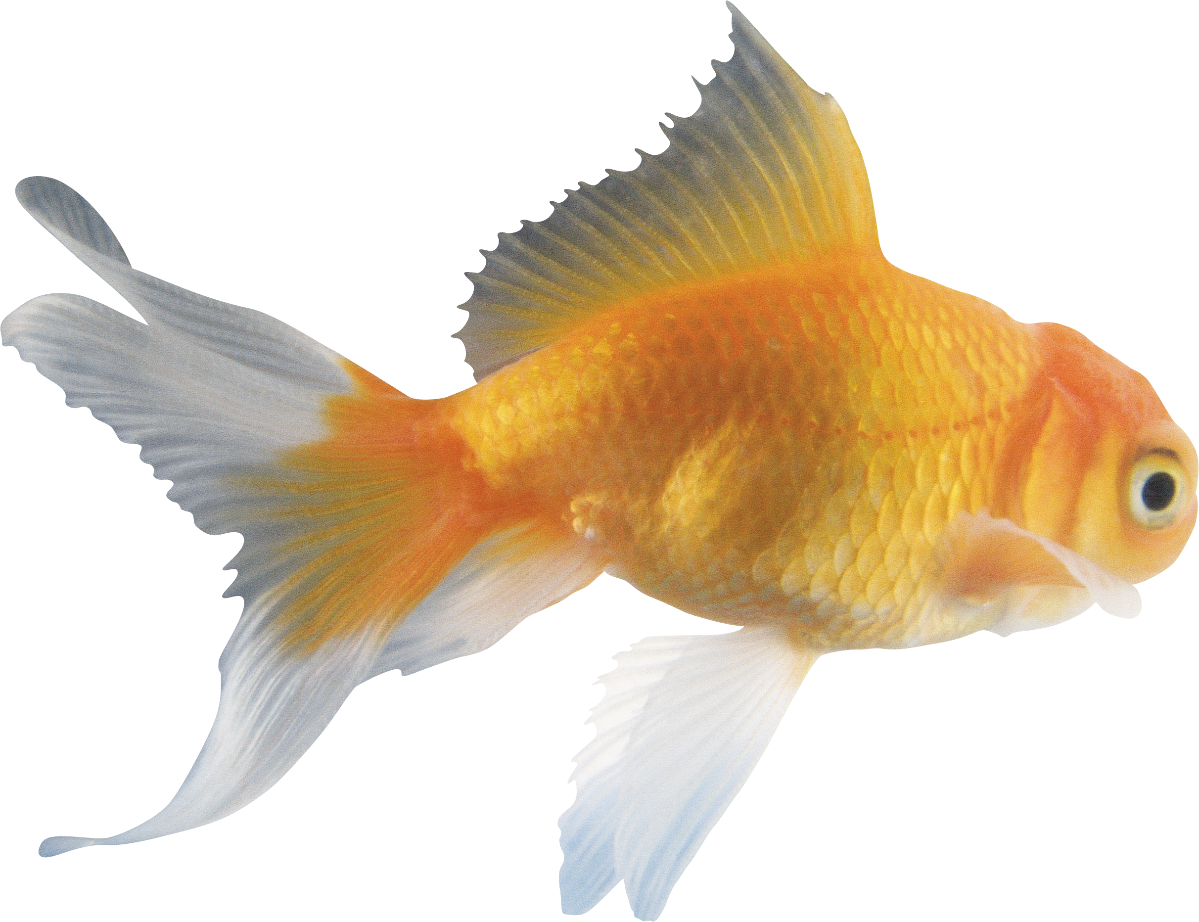 Japan's Goldfish Breeders Fish For Riches - Real Fish Png (2424x1864)