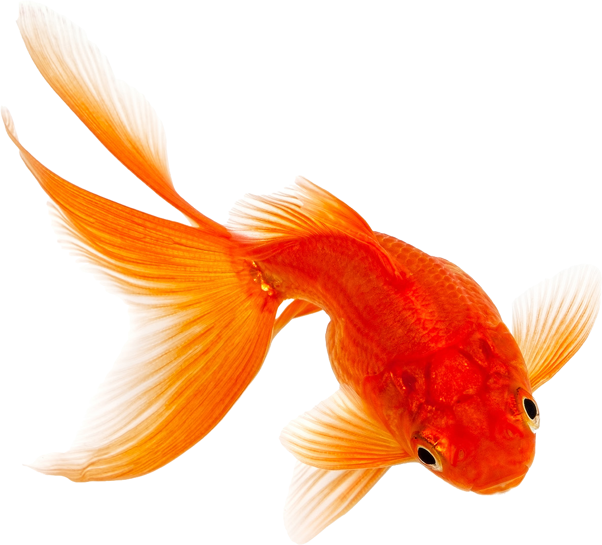 Freshwater And Saltwater Fish Food - Goldfish No Background (1500x1125)