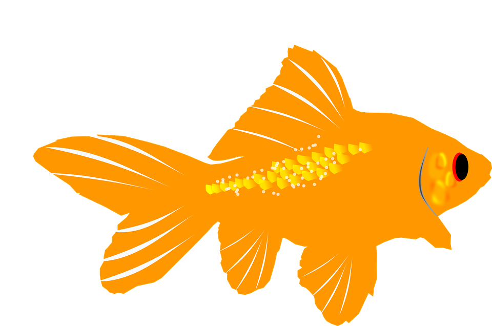 Aquarium, Fish, Goldfish - Goldfish Clip Art (960x636)