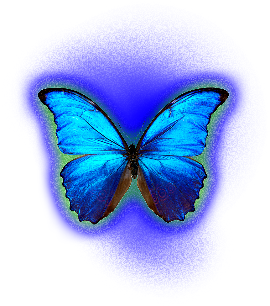 Collection → - Adonis Blue (862x976)