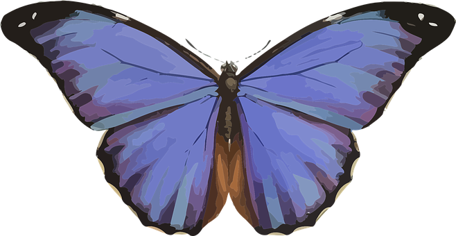 Big Beautiful Butterfly (658x340)