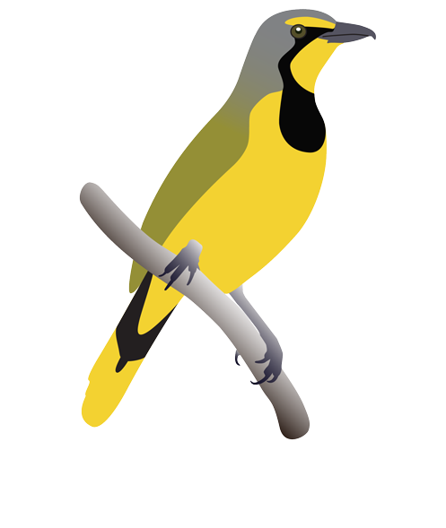 Wits Bird Club Logo Wits Bird Club Retina Logo - Penguin (600x657)