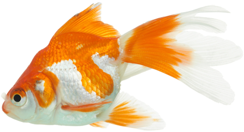 Step 7 Adding Fish - Goldfish (500x282)