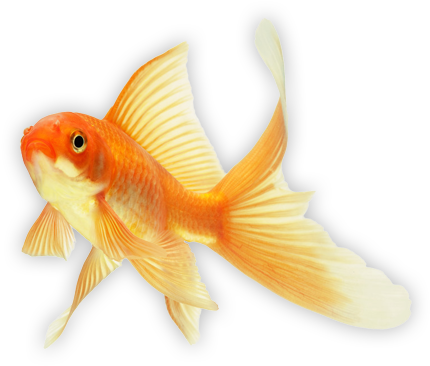 Goldfish-3 - - Imagenes Gif De Peces (460x390)
