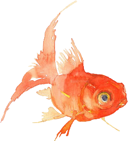 Drawings - Goldfish Watercolour Png (500x399)