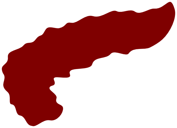 Pancreas Clipart Png (600x434)