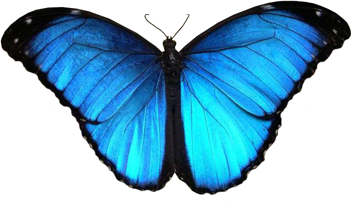Blue Butterfly 51 Png By Xybutterfly - Butterflies In The Amozon Rainfrest (795x486)