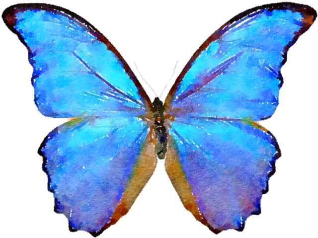 Butterfly Morpho Menelaus Sunset Morpho Insect Morpho - Butterfly Morpho Menelaus Sunset Morpho Insect Morpho (640x640)