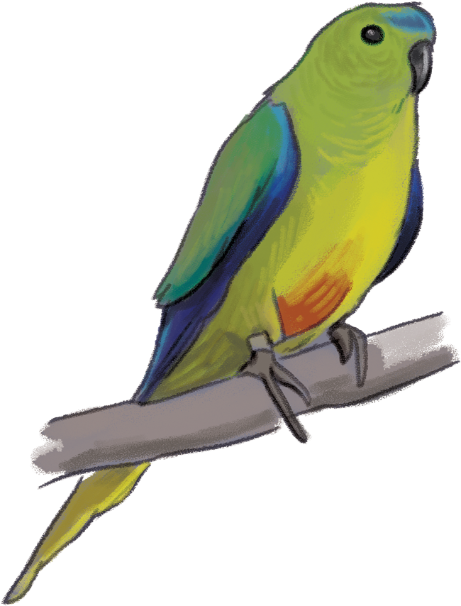 Orange Bellied Parrot - Parakeet (1000x1082)