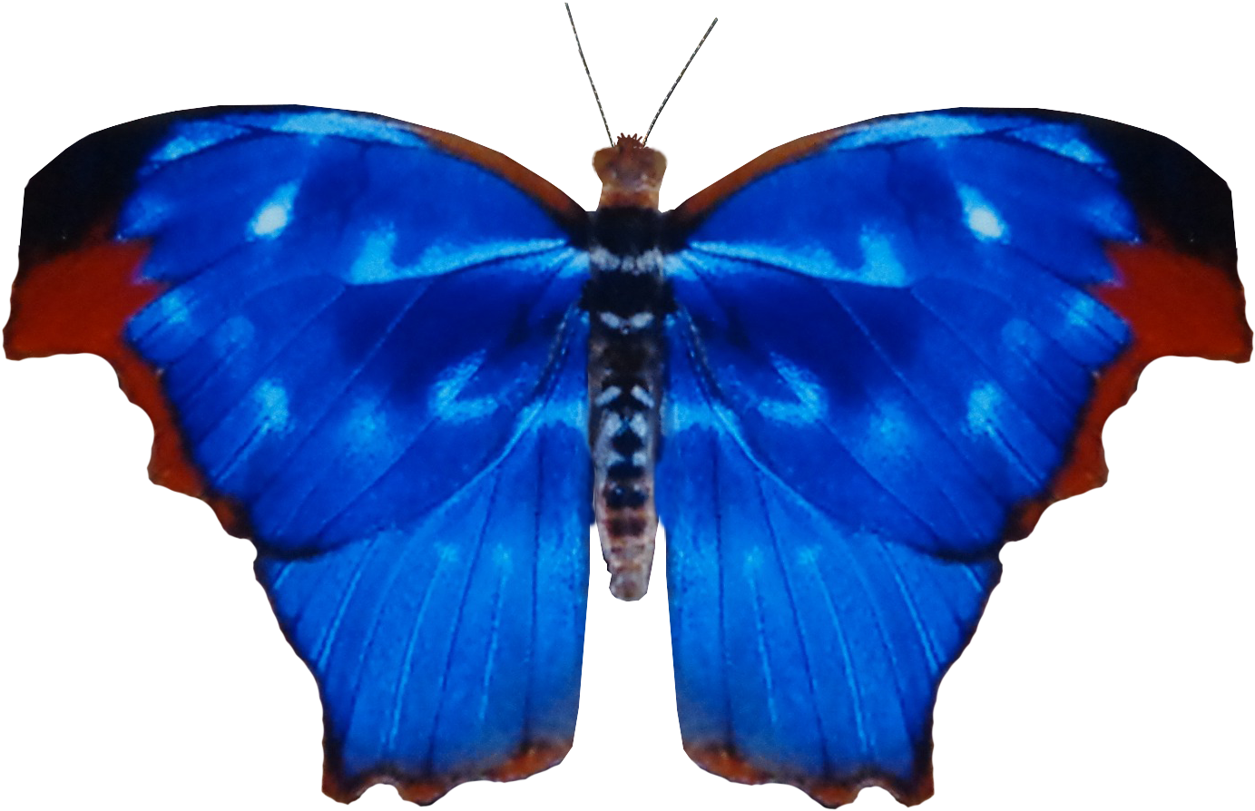 Blue Red Blue Butterfly 781 Psd By Xybutterfly - Papilio (1434x1048)