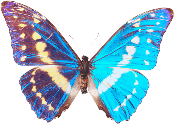 Kategori Oymacılık Girişler - Beautiful Butterflies Shower Curtain (700x566)
