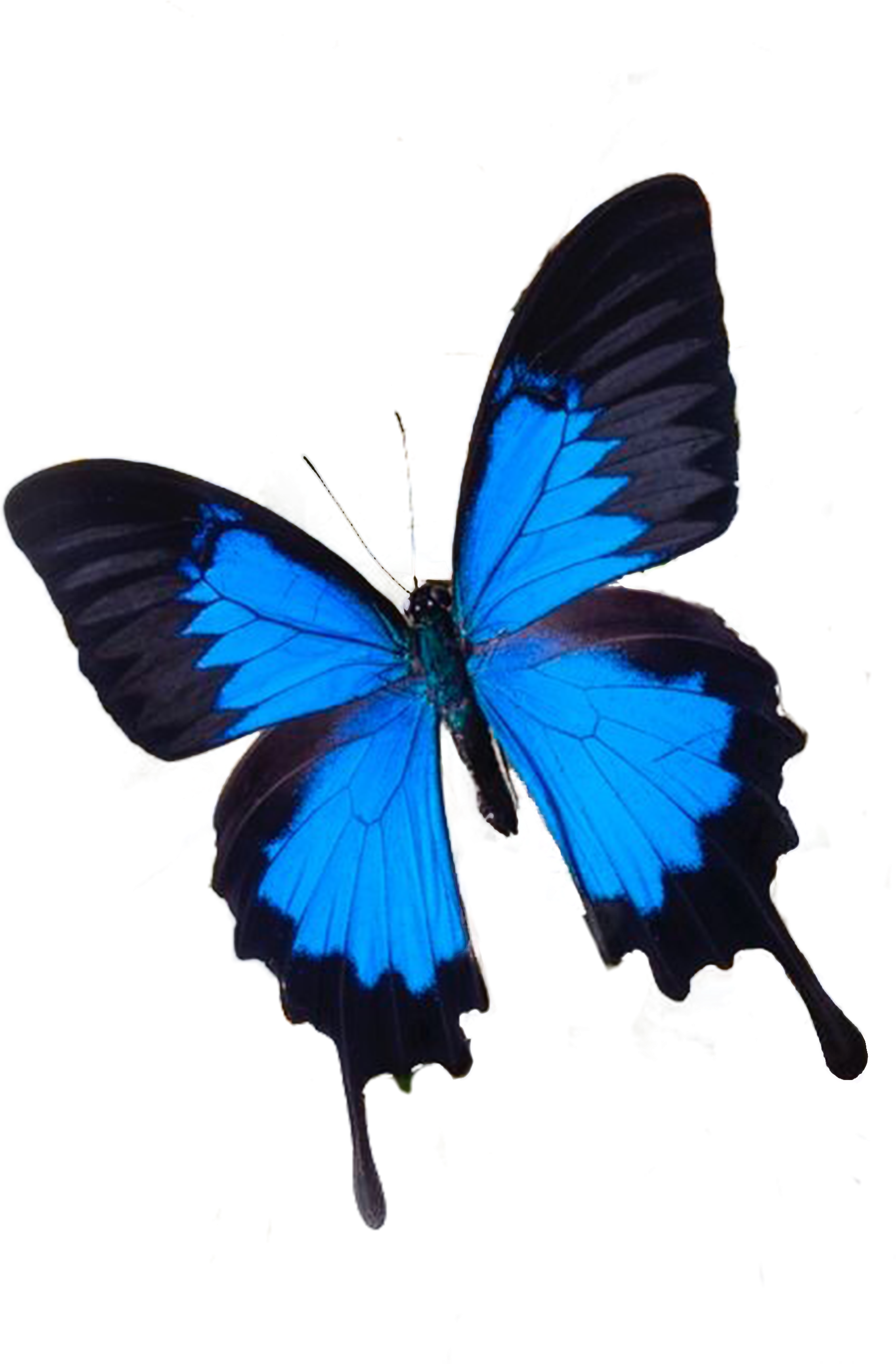 Butterfly Blue White Flower Photography - Butterfly (1800x2708)