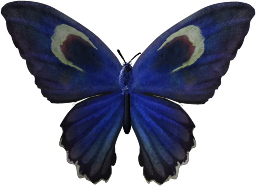 Mooncutter Butterfly Collectible - Mooncutter Butterfly Collectible (1000x1000)