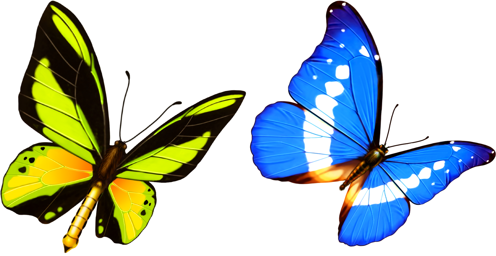 Butterfly Transparency And Translucency Template - Butterfly Transparency And Translucency Template (1772x1086)