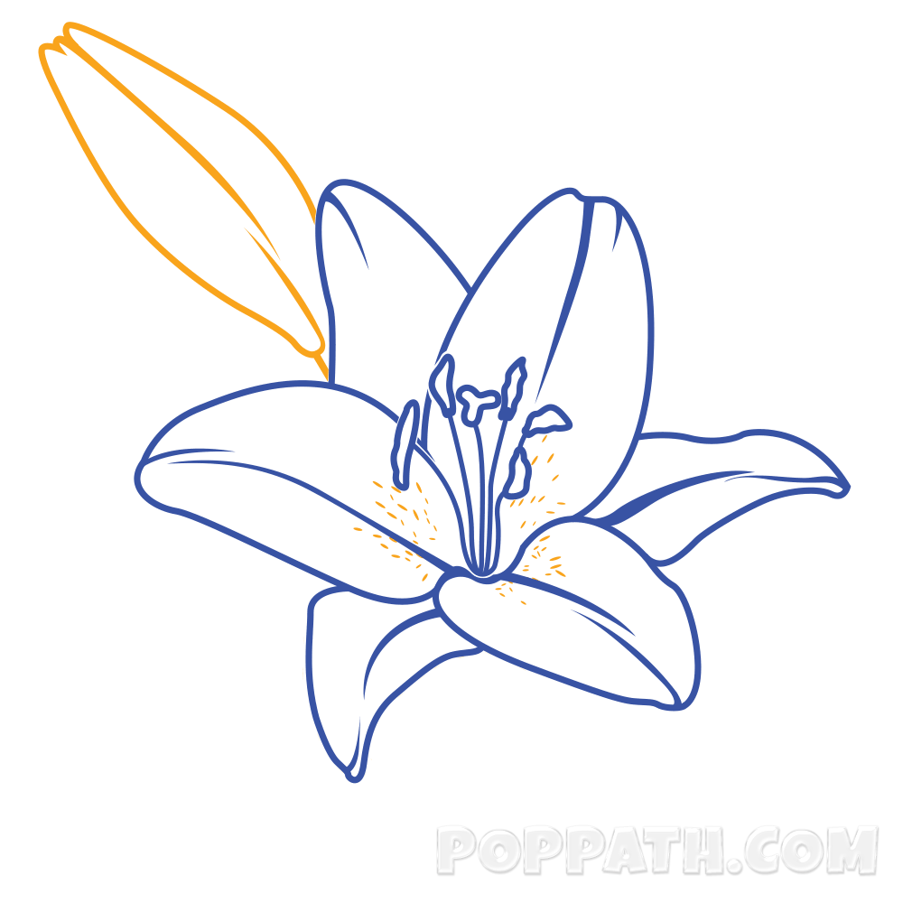Make A Bud On The Top Left Of The Lily - Drawing (1000x1000)