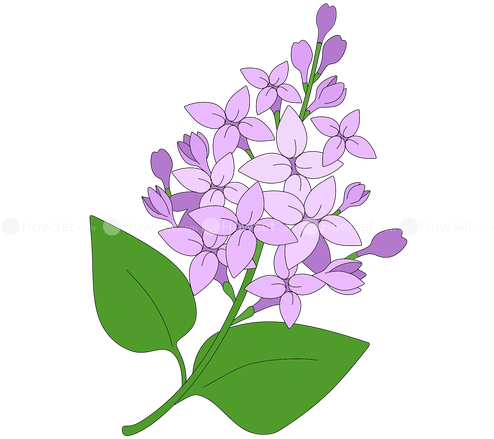 Lilac How To Draw Flowers How To Draw - Lilac Png (500x500)