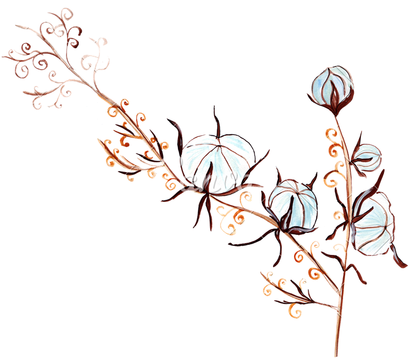 Hand Drawing Flowers And Cotton Plants - Flower Transparent Drawing (800x733)