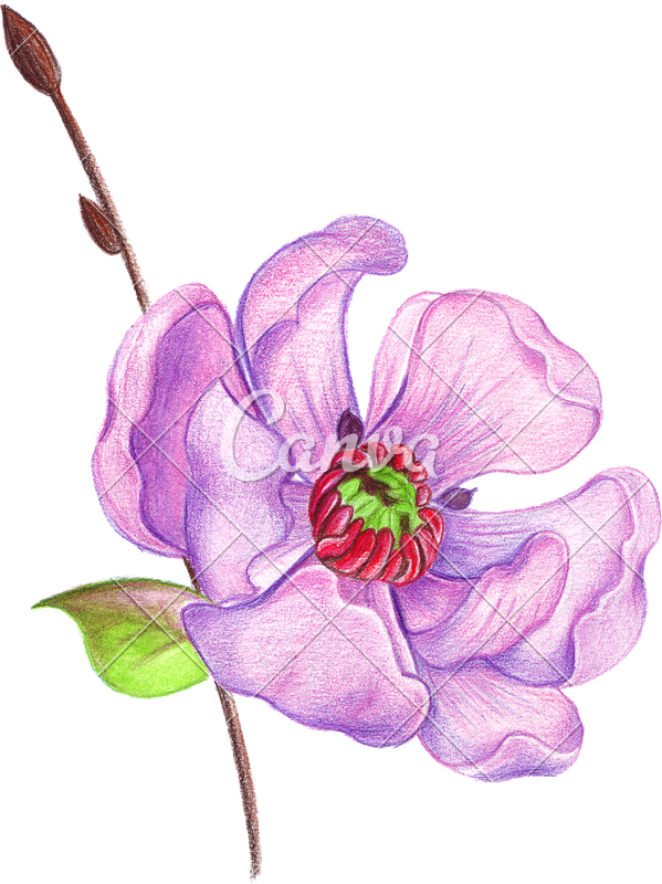 Hand Drawing Of A Realistic With Colored Pencils - Drawing (599x800)