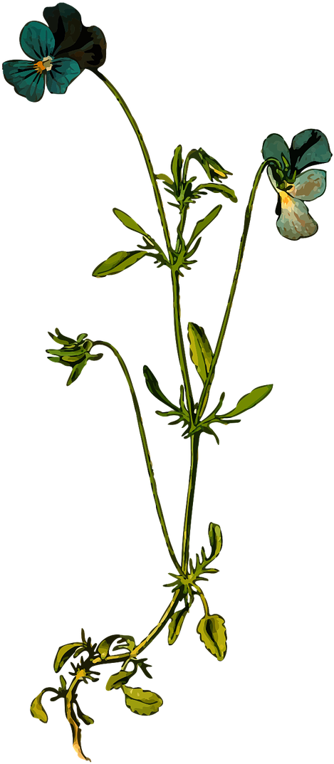 The Best Drawings Of Wild Flowers - Viola Tricolor (640x1280)
