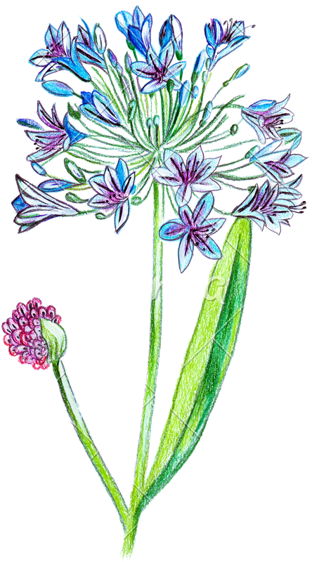 Hand Drawing Of Exotic Flower - Bear's Breeches (444x800)