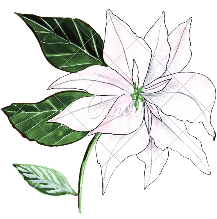 Hand Drawing Of Watercolor Lily Ornament - Rosa Glauca (800x763)