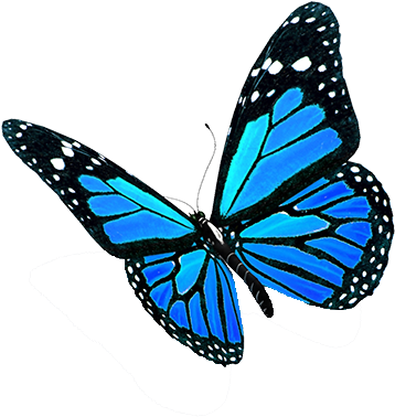 Blue-butterflies - Recovery And Renewal: Your Essential Guide To Overcoming (465x500)