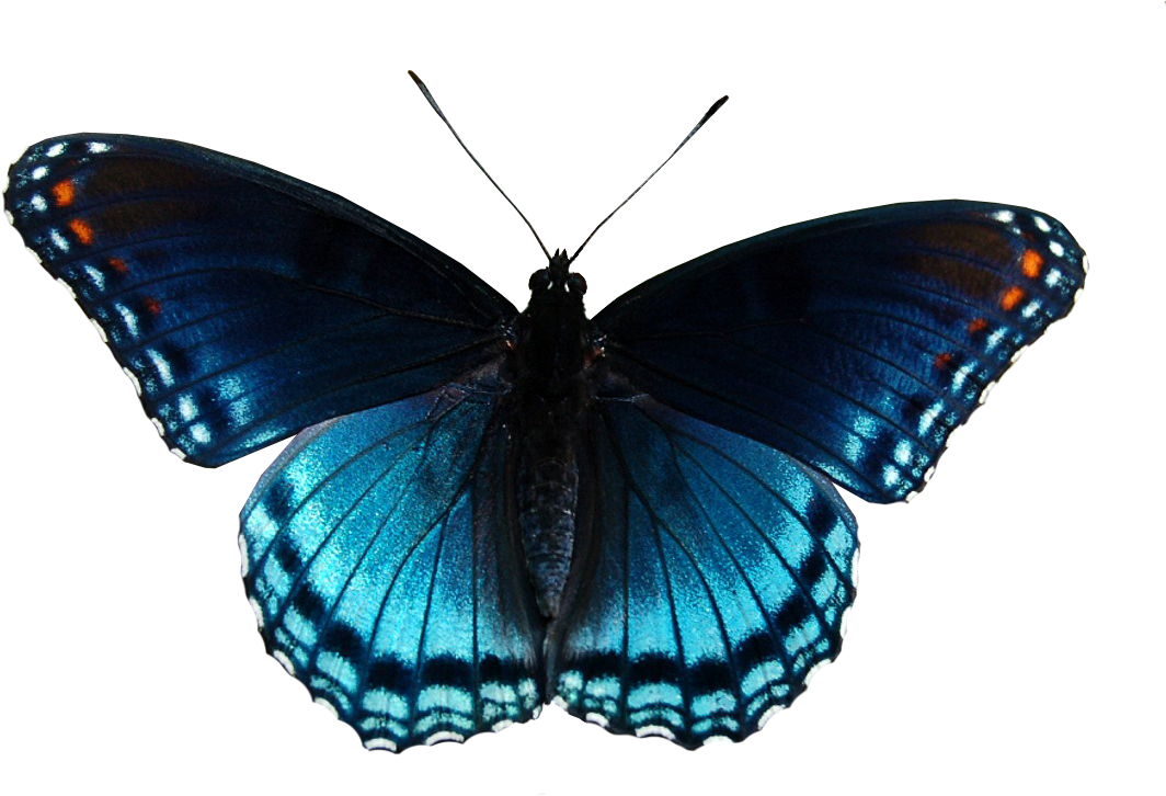 Blue Butterfly 2 Png By Xybutterfly Blue Butterfly - Red Spotted Purple Butterfly (1192x756)
