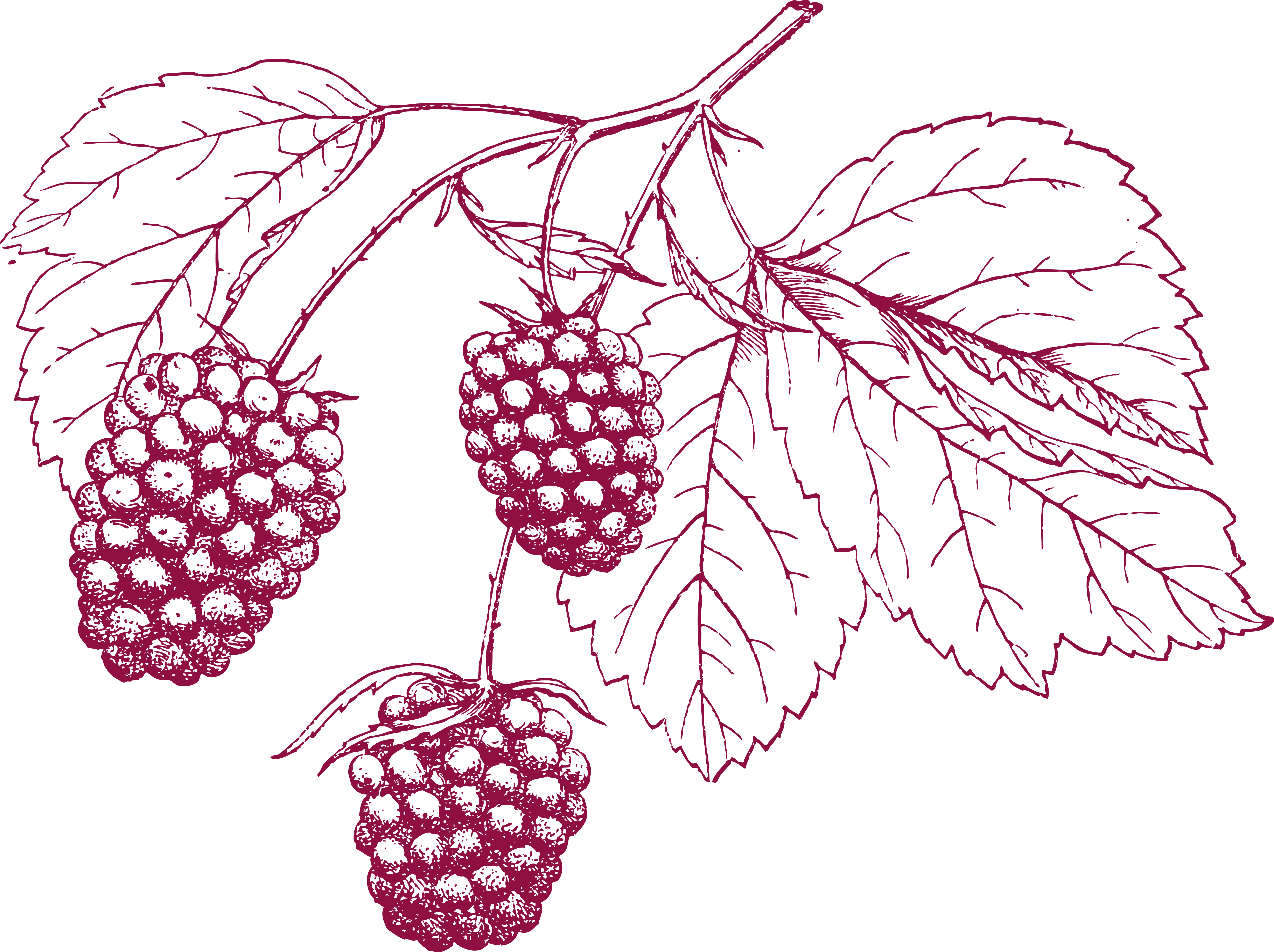 Drawing Grape Pencil - Lettres Baies Canvas Print - Rétro - Q Par Juniqe - (6188x4628)