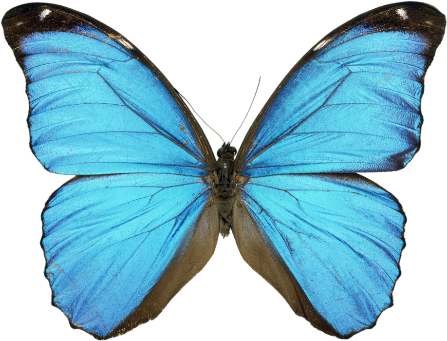 Butterfly Turcoise Blue Print By Mintfairy On Etsy - Butterfly Turcoise Blue Print By Mintfairy On Etsy (1000x1000)