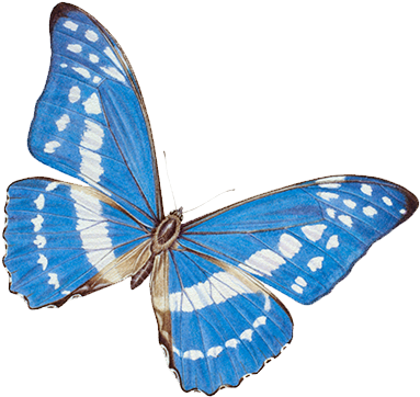 Butterfly Nymphalidae Morpho Peleides Insect Morpho - Butterfly Nymphalidae Morpho Peleides Insect Morpho (700x500)