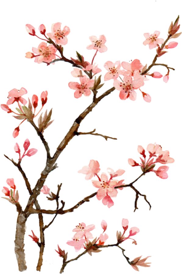 Cherry Blossom Watercolor Painting Drawing - Paint Japanese Cherry Blossom (700x930)