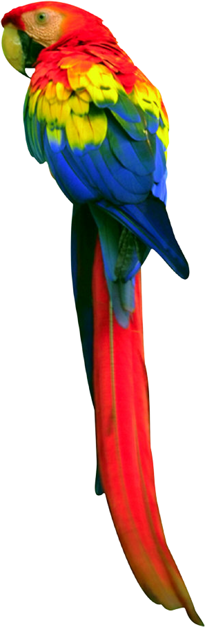 Parrot Clipart Transparent Background - Long Tail Parrot (297x908)
