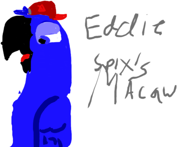 Eddie The Spix's Macaw By Robertomacaw - Spix's Macaw (1024x558)