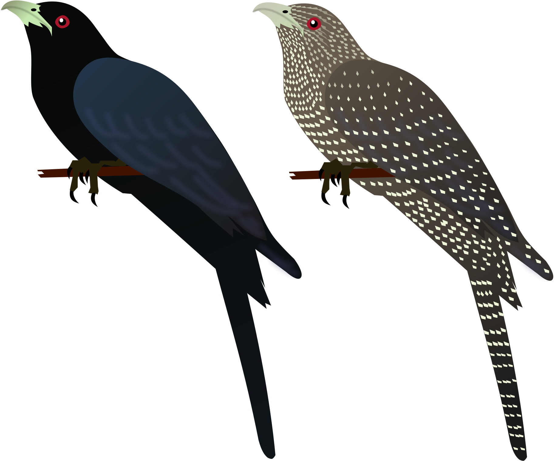 Cuckoo Cliparts 24, Buy Clip Art - Asian Koel (2000x2000)