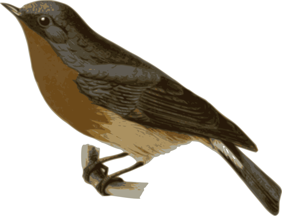 Brown Cuckoo Cliparts 23, - Brown And Grey Bird (958x735)