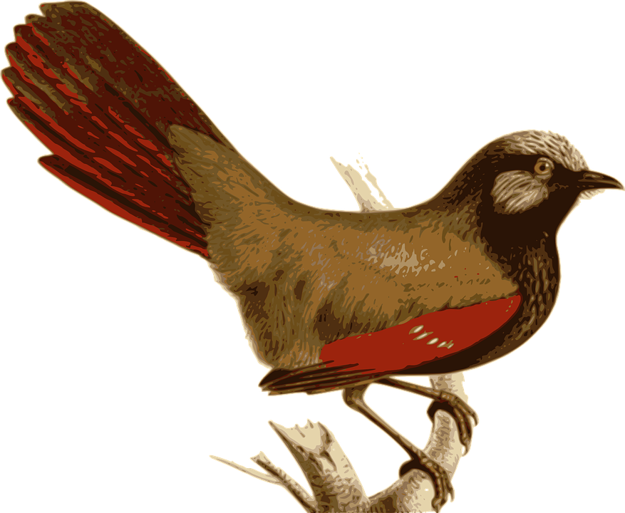 Brown Cuckoo Cliparts 1, Buy Clip Art - Garrulax (877x720)