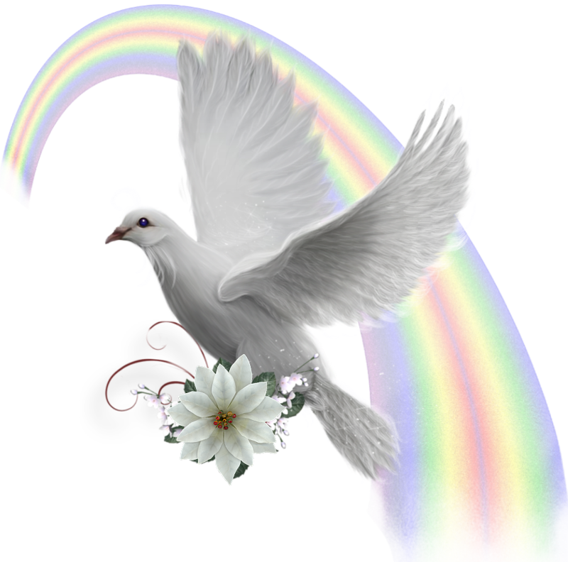 Domestic Pigeon Columbidae Bird Clip Art - Domestic Pigeon Columbidae Bird Clip Art (800x792)