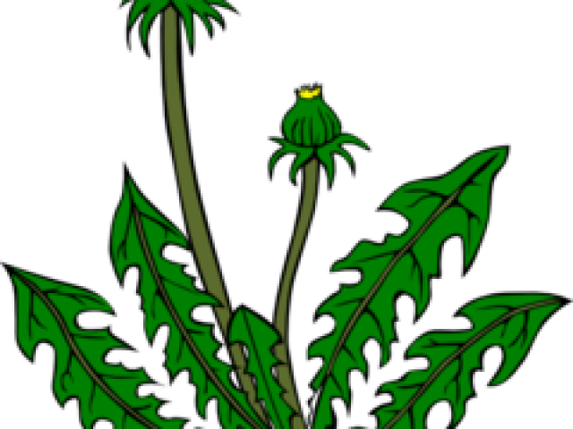 Weeds Cliparts - Dandelion Clip Art (640x480)