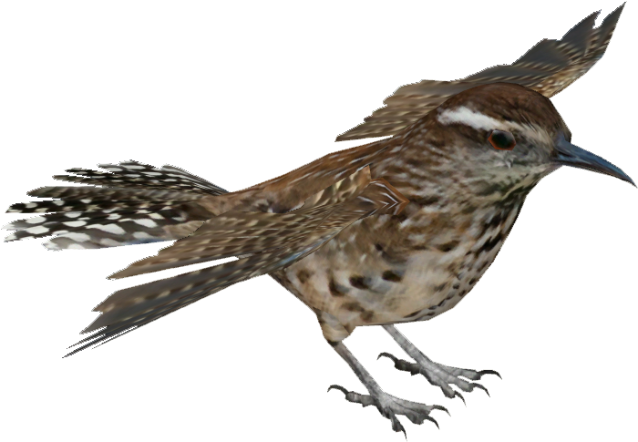 Wren Png Transparent Images - House Sparrow (699x699)