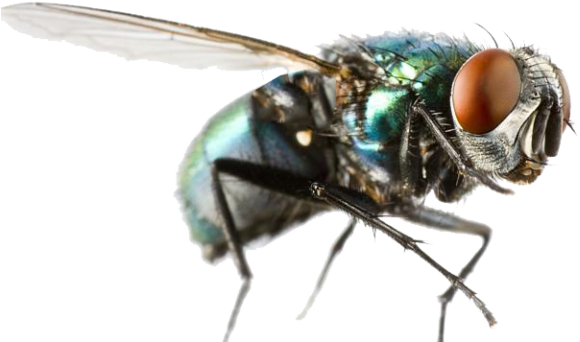 Fly Png Clipart - House Fly In Flight (624x351)