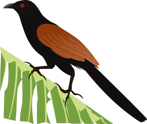 File - Greater Coucal - Svg - Greater Coucal Clip Art (491x412)