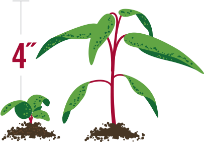 Waterhemp Weed - Waterhemp Illustrations (432x305)