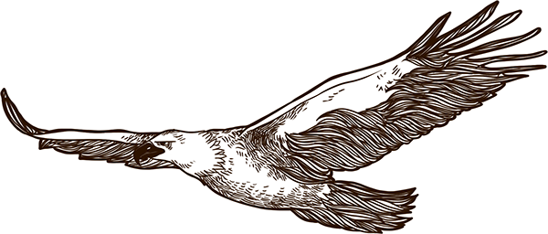 Thank You - Red-tailed Hawk (600x256)