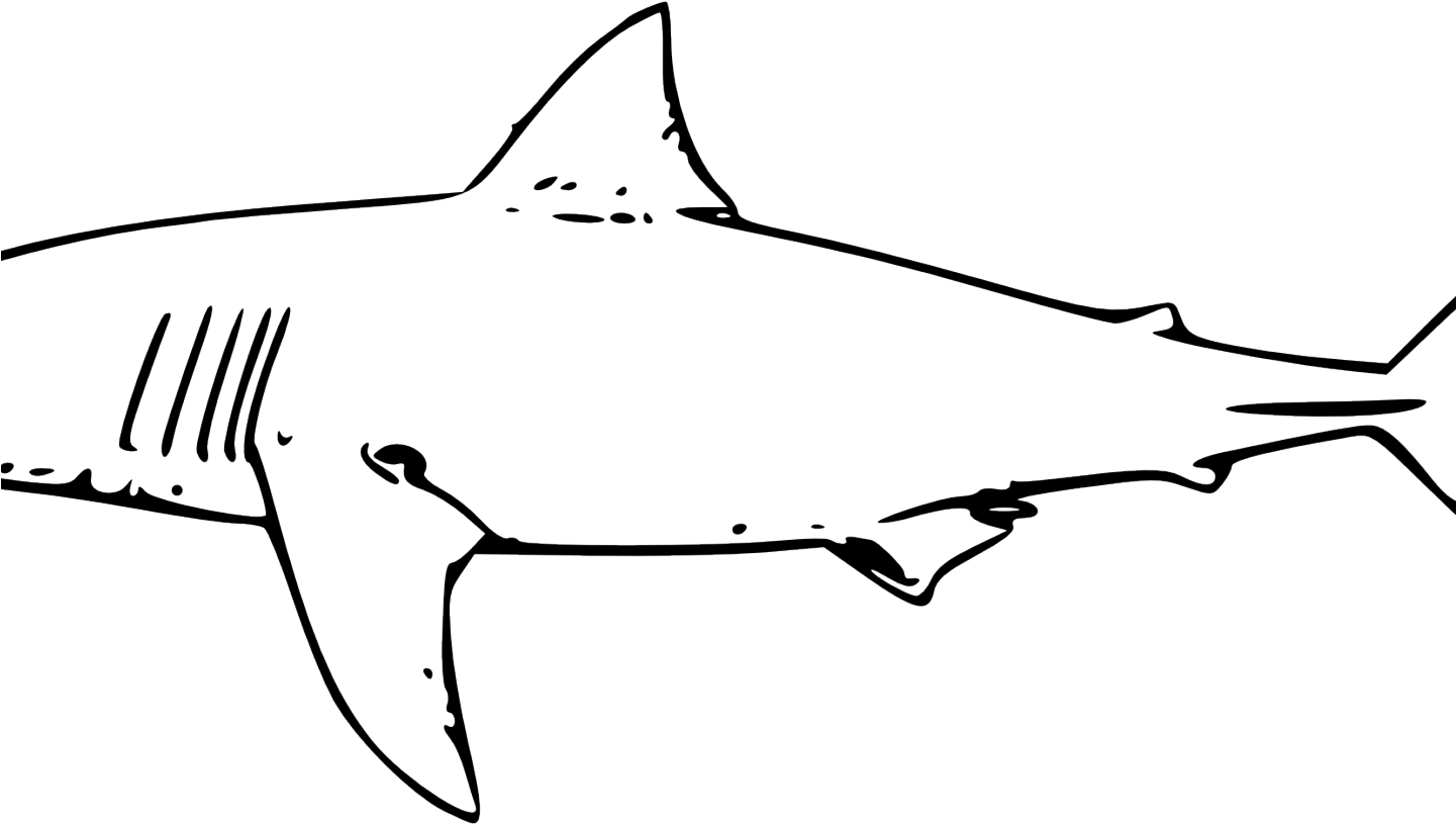 Great White Shark Clipart - Line Drawing Of A Shark (1440x900)